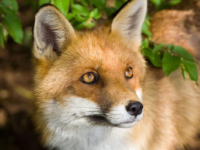 Ученые нашли ген доброты SorCS1 у лисиц — университет Иллинойса