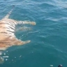 Приморские рыбаки обнаружили тушу тигра в море