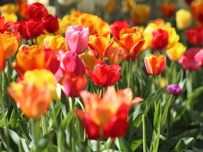 Луковицы тюльпанов охлаждают перед посадкой — агроном Надежда Пономаренко