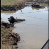 Буйволы полезли в воду, а рыба появилась из неоткуда из-за смены погоды в Астраханской области