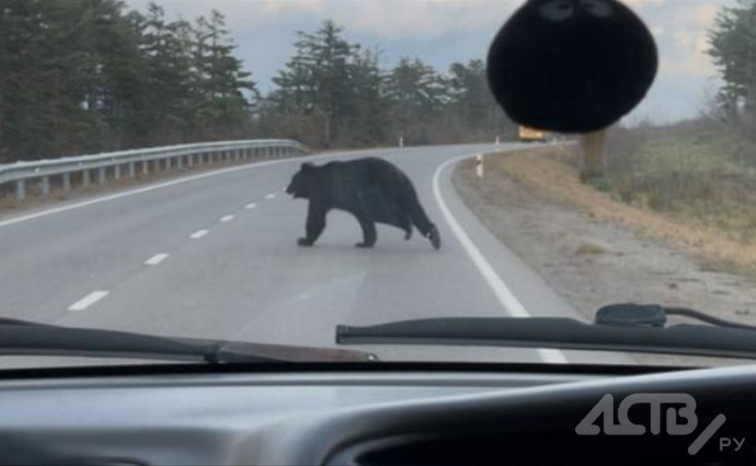 В Южно-Курильске местные жители заметили медведя