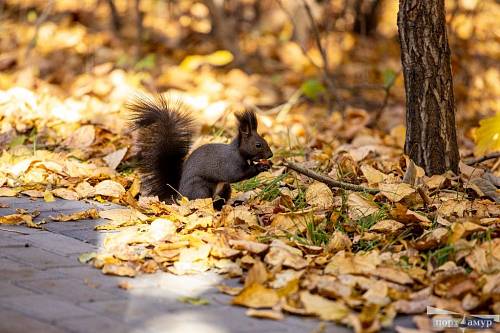 Синоптики рассказали, каким в Приамурье будет октябрь Синоптики рассказали, каким в Приамурье будет октябрь