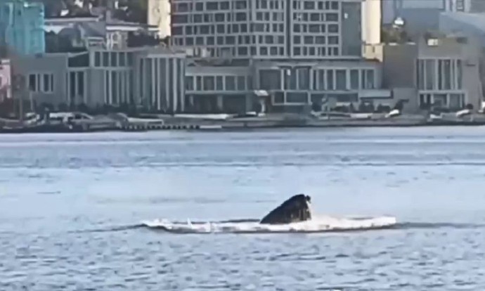 Китовое утро во Владивостоке: второй раз за неделю кит резвится в бухте Золотой Рог Китовое утро во Владивостоке: второй раз за неделю кит резвится в бухте Золотой Рог