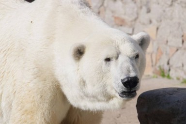 Ленинградский зоопарк: Наши животные из разных уголков страны показывают, насколько велика Россия