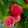 Стрельникова рассказала тулякам, какие продукты можно есть перед сном