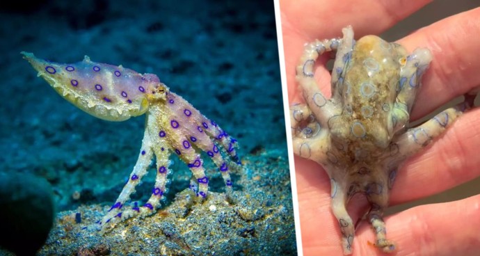 Турист поиграл с «тихой смертью» на пляже: Опасность, о которой не подозревают даже опытные путешественники