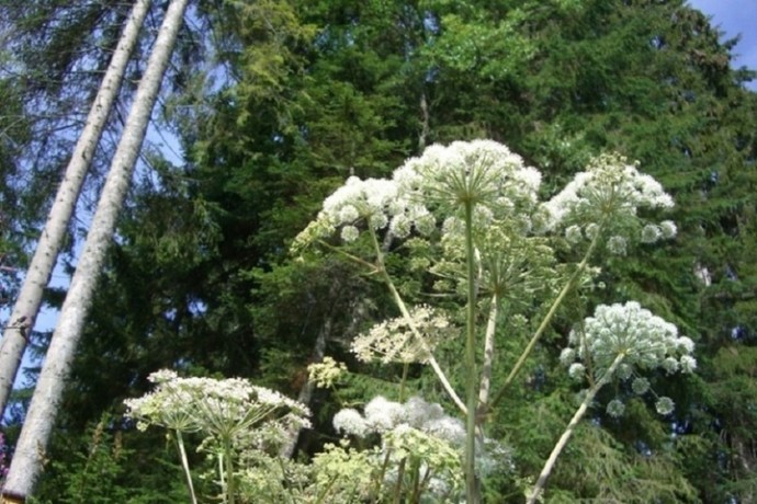 Назван сорняк, за который можно получить штраф Назван сорняк, за который можно получить штраф