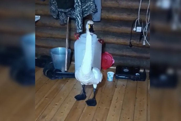 Отбитого у собак лебедя передали в зоопарк «Орто Дойду»