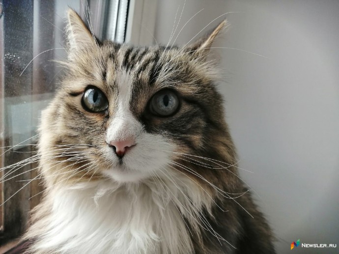 В Госдуме предложили ограничить количество кошек и собак в квартирах