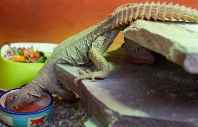 В Московском зоопарке появилась пара египетских шипохвостов