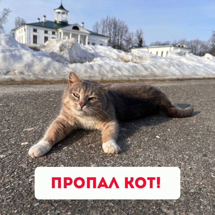 Музей-заповедник «Карабиха» потерял «душу»: объявлен поиск кота Василия