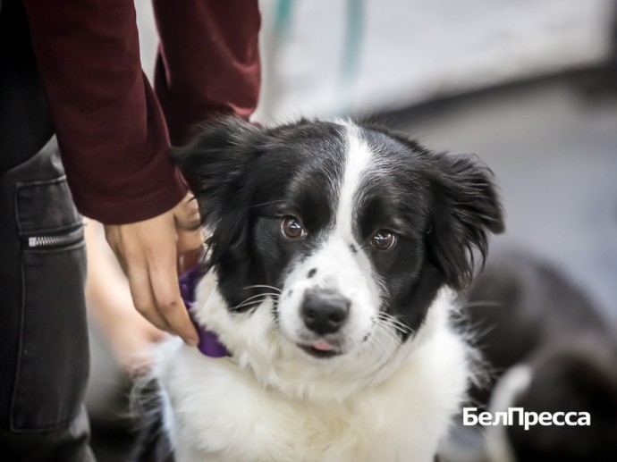 Служба с хвостом. В белгородском кинологическом центре провели экскурсию для школьников Служба с хвостом. В белгородском кинологическом центре провели экскурсию для школьников