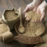 В СФ назвали основные экспортные направления продукции российского АПК
