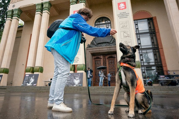 Около 1,5 тысячи волонтеров помогают в городских приютах для животных
