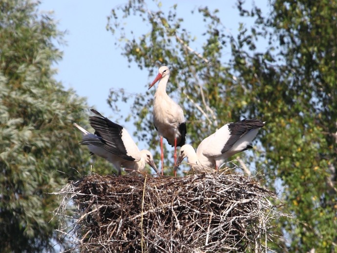 В Башкирии орнитологи рассказали о первом случае гнездования белых аистов