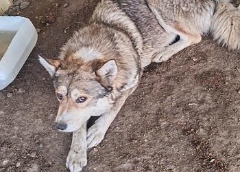 В Белогорске с начала года отловили более 150 бездомных собак