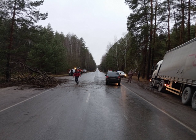 В Мордовии срубленное дерево упало на проезжавшую мимо машину, пострадала женщина