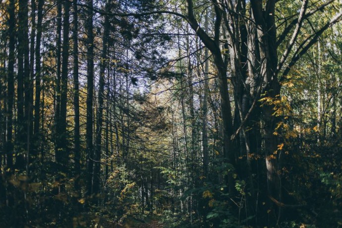 Возбуждено уголовное дело за незаконную вырубку леса в охраняемой зоне в Очерском районе Возбуждено уголовное дело за незаконную вырубку леса в охраняемой зоне в Очерском районе