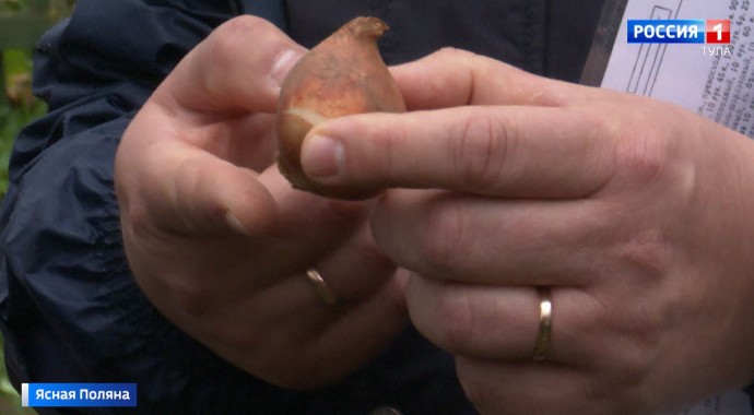 Сотрудники Ясной Поляны вместе со школьниками высадили тюльпаны