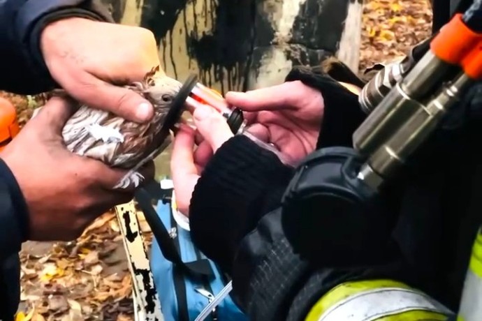 Пожарные Мособлпожспаса откачали кислородом голубей, пострадавших при возгорании Пожарные Мособлпожспаса откачали кислородом голубей, пострадавших при возгорании