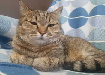 Ракам день подарит вам чувство победы, Львам нельзя идти напролом