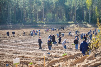 Слободской район «засадили»