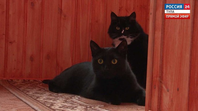 В День домашних животных тульским владельцам питомцев напомнили о правилах безопасности В День домашних животных тульским владельцам питомцев напомнили о правилах безопасности