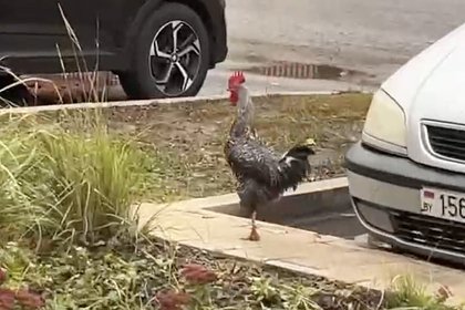 Сбежавший громкий петух Гастон-Петя перебудил москвичей Сбежавший громкий петух Гастон-Петя перебудил москвичей