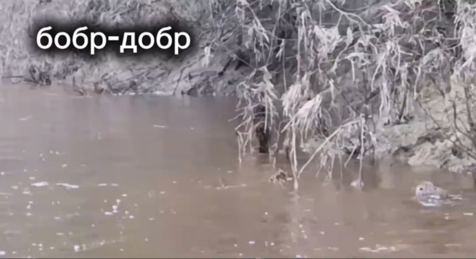 Костромская бобриха выгнала упитанного сына искать другой дом и жену