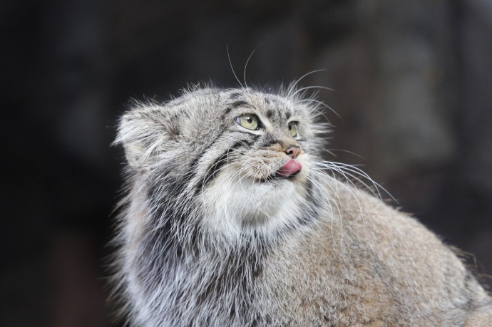 Манул Тимофей за месяц зажировки в Московском зоопарке набрал 800 граммов