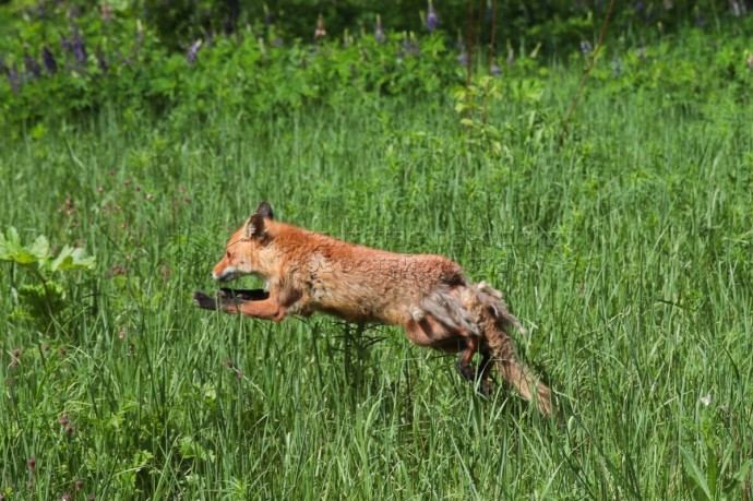 Биолог Глазков: Лисицы все чаще стали заходить в Москву в поисках пищи и тепла