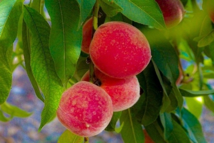 Стрельникова рассказала тулякам, какие продукты можно есть перед сном