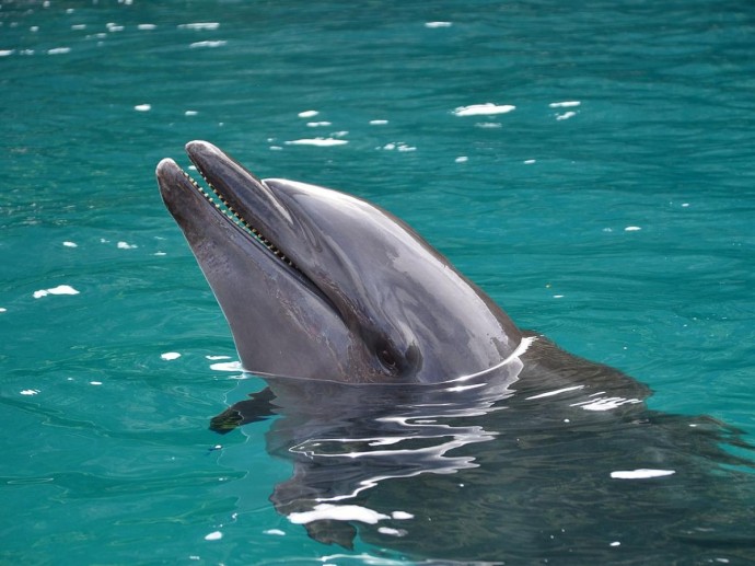 Афалины проявляют агрессию к другим морским животным