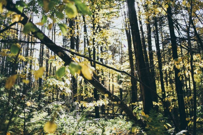 В Пермском крае от укусов клещей пострадали 28 тысяч человек