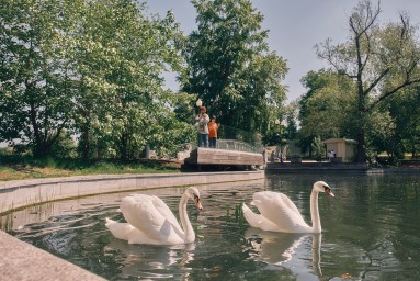 В каких парках Москвы до холодов можно увидеть лебедей
