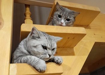Весам сядут на шею, Козерогам стоит пойти на компромисс