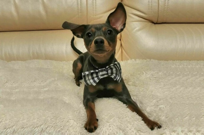 Разведение породистых собак предложили контролировать строже