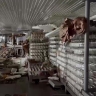 Свыше 120 тонн лососей и гребешков вымыло с курильского завода "Алаид" во время цунами