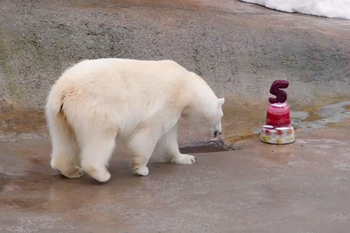 Московский зоопарк опубликовал видео с тортом для белой медведицы Айки