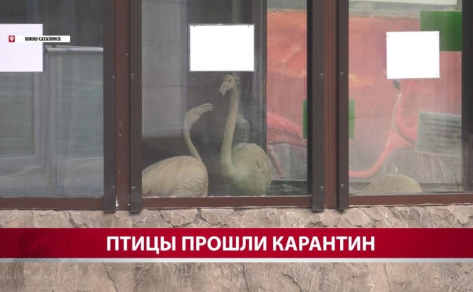 В сахалинском зоопарке появились фламинго и эму неясного пола В сахалинском зоопарке появились фламинго и эму неясного пола