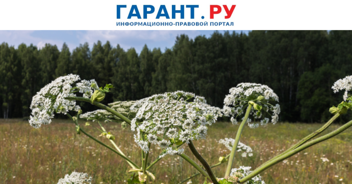 Рослесхоз установил перечень опасных для лесов видов инвазивных растений