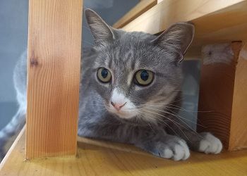 Овнам не удастся натянуть на себя маску, Ракам придется умерить шаг