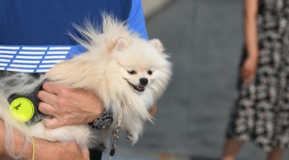 В Москве установили новые штрафы за нарушение правил выгула и содержания собак В Москве установили новые штрафы за нарушение правил выгула и содержания собак