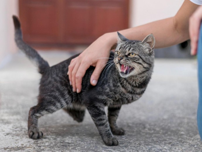 Боль вызывает агрессивное поведение у кошек — ветеринар Елена Монахова