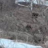 Медвежье семейство прогулялось около дома сахалинца — видео