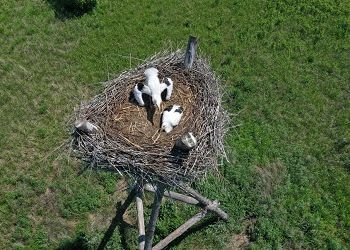 В Приамурье отмечают сокращение потомства аистов