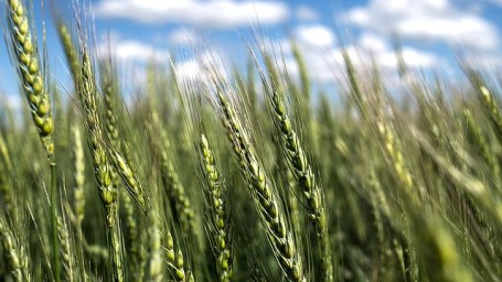 Вячеслав Володин: весь мир пользуется научными достижениями России в сфере сельского хозяйства