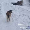 Более 200 бездомных собак отловили в Благовещенке с начала года