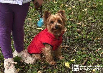 В Благовещенске собаководов наказали за выгул питомцев в сквере воинов-интернационалистов