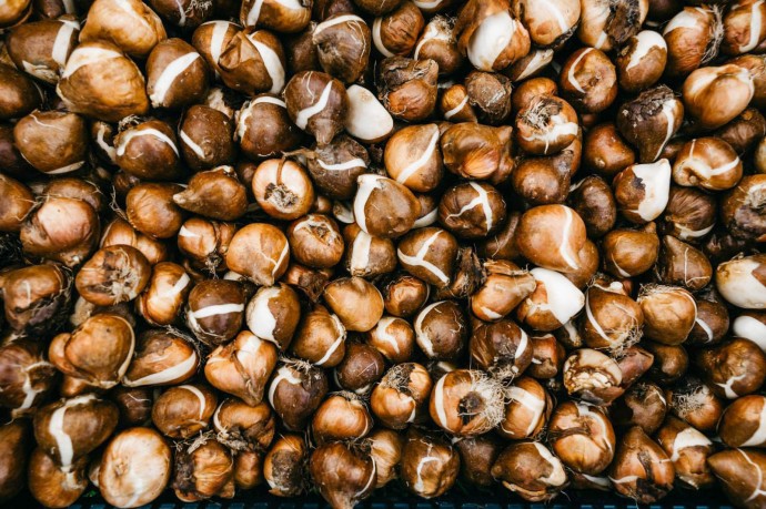 В столице приступили к высадке 15 миллионов тюльпанов В столице приступили к высадке 15 миллионов тюльпанов